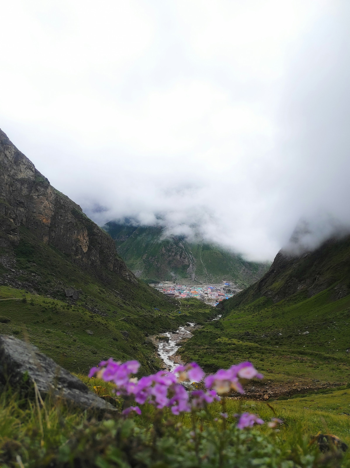 Alpine meadows bloom briefly under the monsoon, a remote paradise of rare Himalayan flowers (Photo: rohan shah/Unsplash)