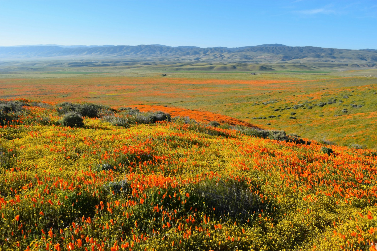 Desert and plains erupt with colour after winter rains, a fleeting natural wonder (Photo: Pamela Heckel/Unsplash)