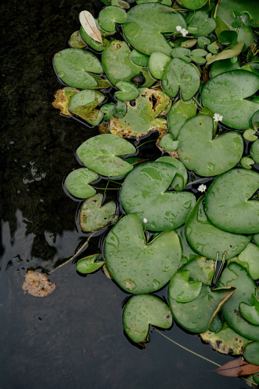 The common pond at TWY Mont Kiara has lily pads, providing a natural buffer that softens the urban setting