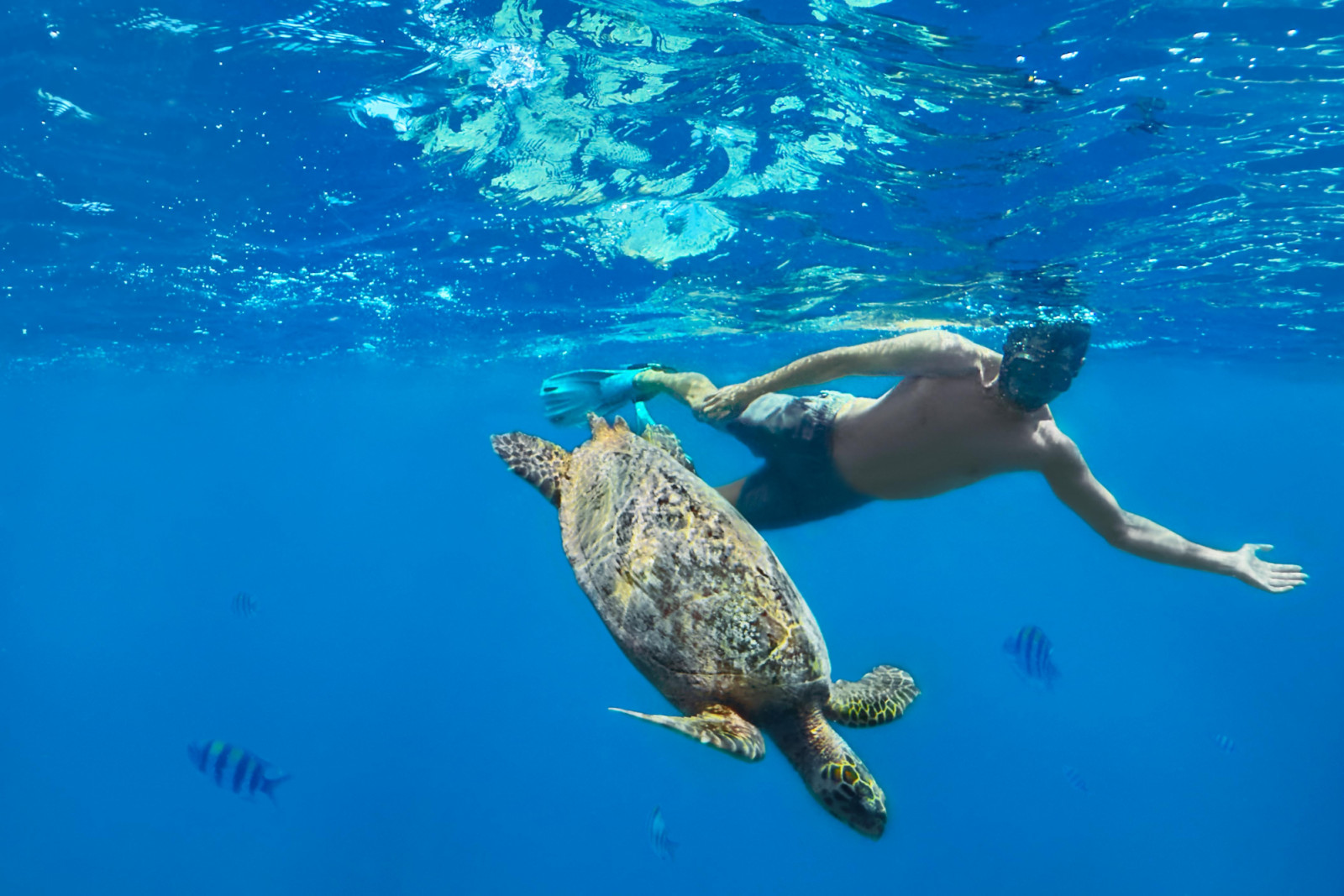 Berenang bersama penyu laut di salah satu destinasi diving terbaik di dunia