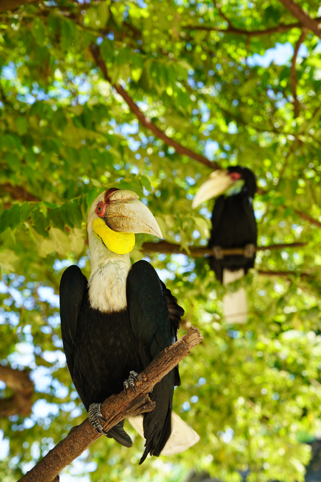 Burung-burung endemik Sumatra di Taman Nasional Way Kambas