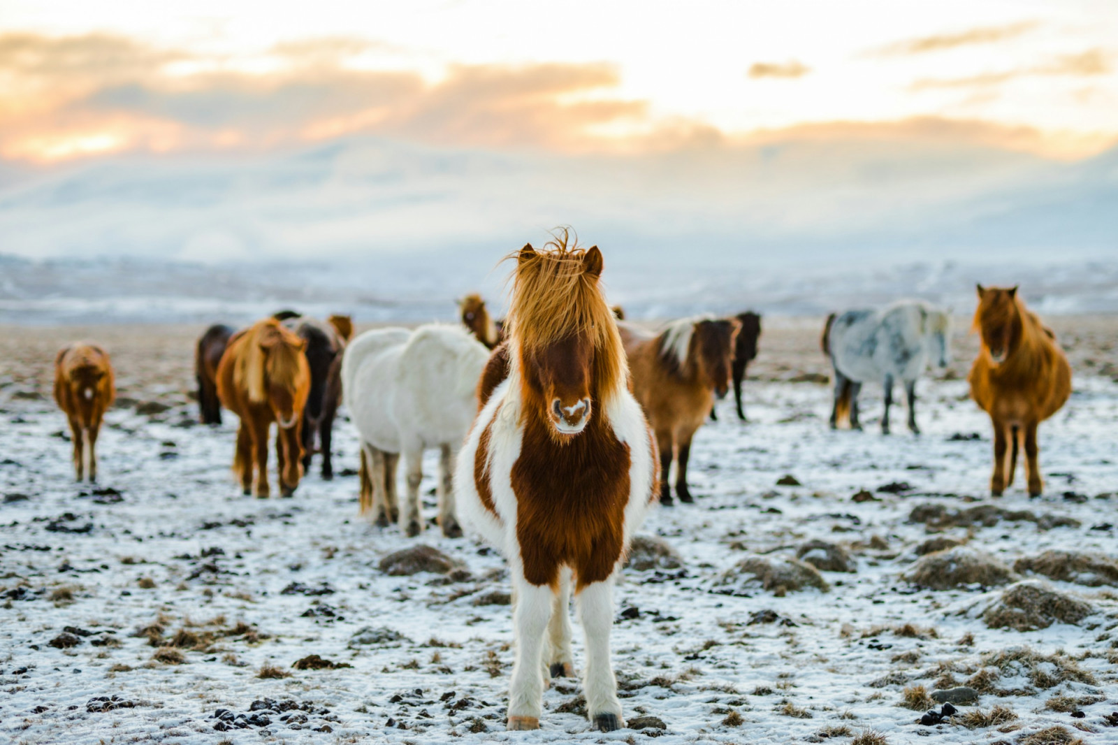 Icelandic horses have been isolated for over a thousand years, prized for their unique gaits and resilience across the country’s rugged terrain (Photo: redcharlie/Unsplash)