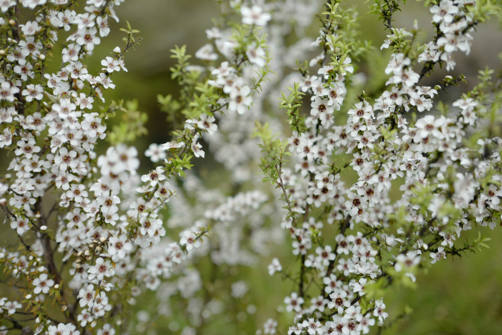 The mānuka flower blooms for only a few weeks each year, producing the nectar that gives mānuka honey its distinctive flavour and chemical profile. Its brief flowering season plays a central role in limiting supply and shaping the honey’s value (Photo: Jennifer Yung/Unsplash)