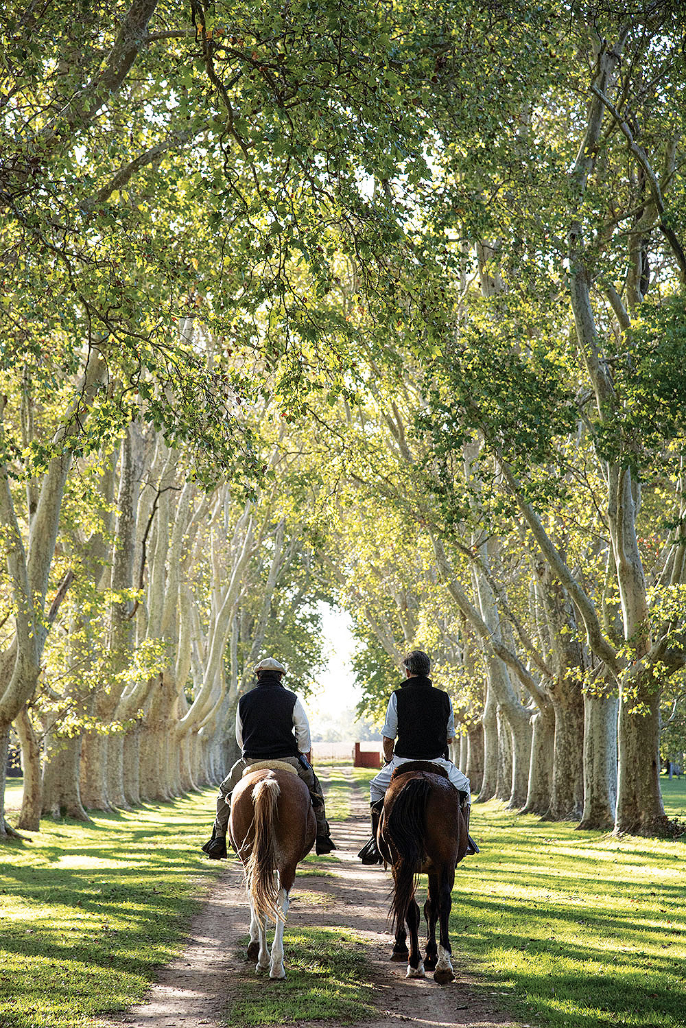 Ride horseback beneath towering trees through La Bamba de Areco’s tranquil grounds