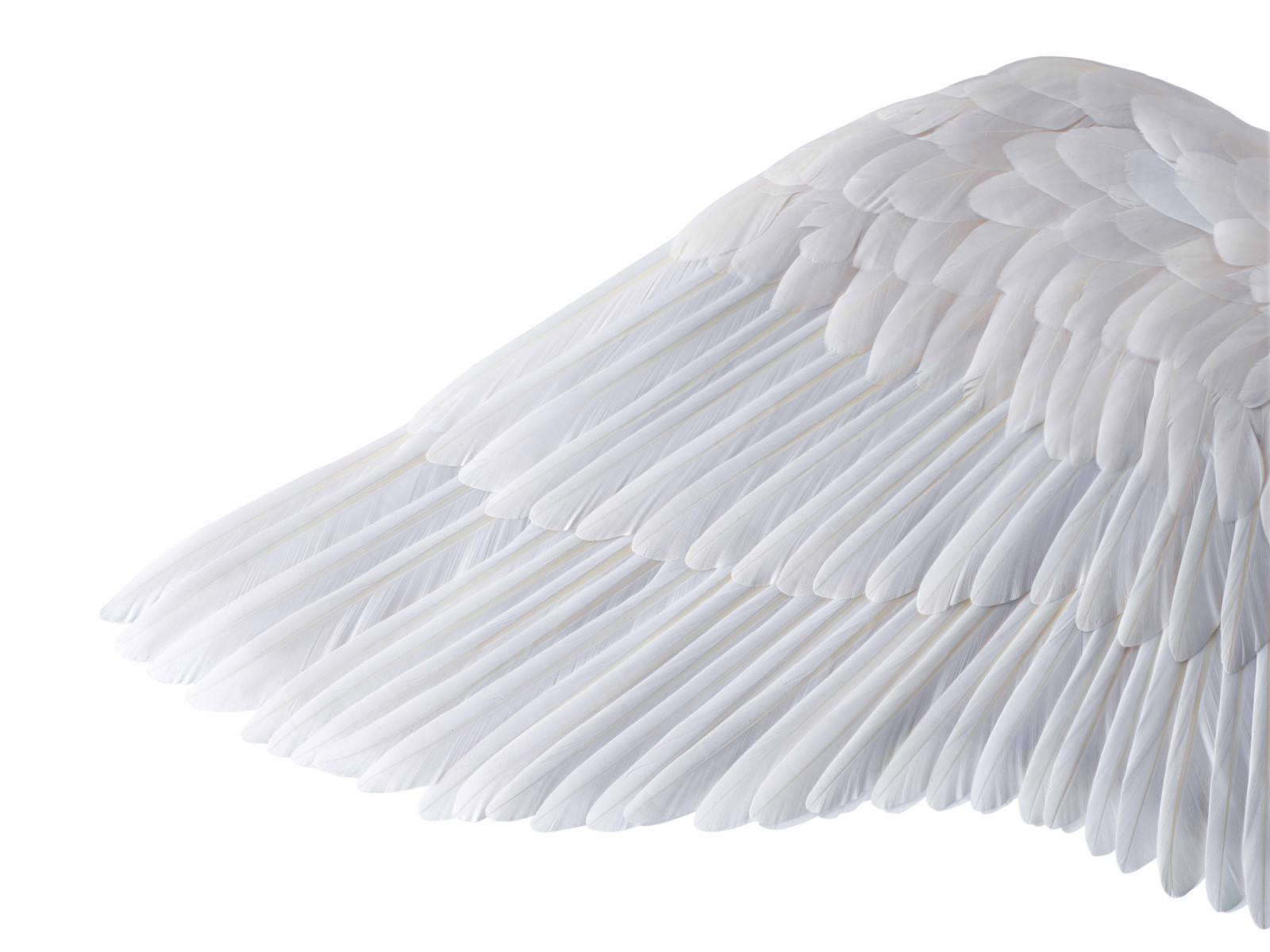 A close-up detail of the Olympus Pegasus’ wing, finished with real feathers