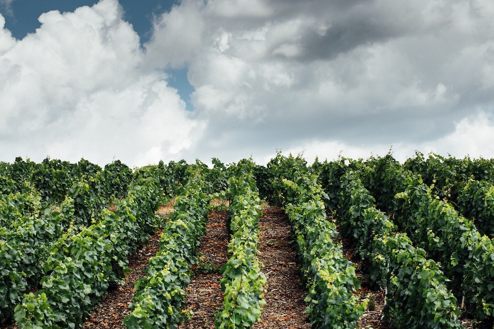 Dom Pérignon vineyard