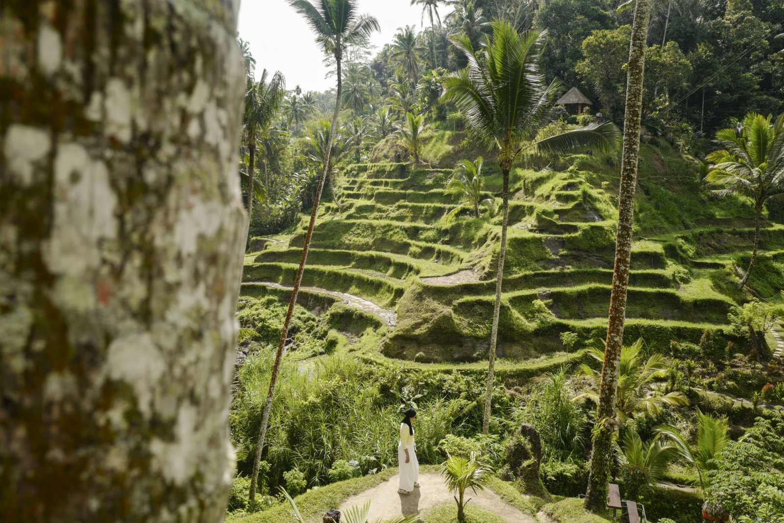 Tourists Visiting Tegalalang Rice Terrace At Ubud In Bali, Indonesia, On July 19, 2024, One Of Bali's Most Photogenic--and Most-visited--destinations. The UNESCO World Heritage Site Contains Wide, Undulating Layers Of Rice Paddies, Kept Alive By An Ancient, Sophisticated Irrigation System And Farmers Who Tend The Terraces Just As Previous Generations Have Done For Millennia. (Photo by Agoes Rudianto/NurPhoto via Getty Images)