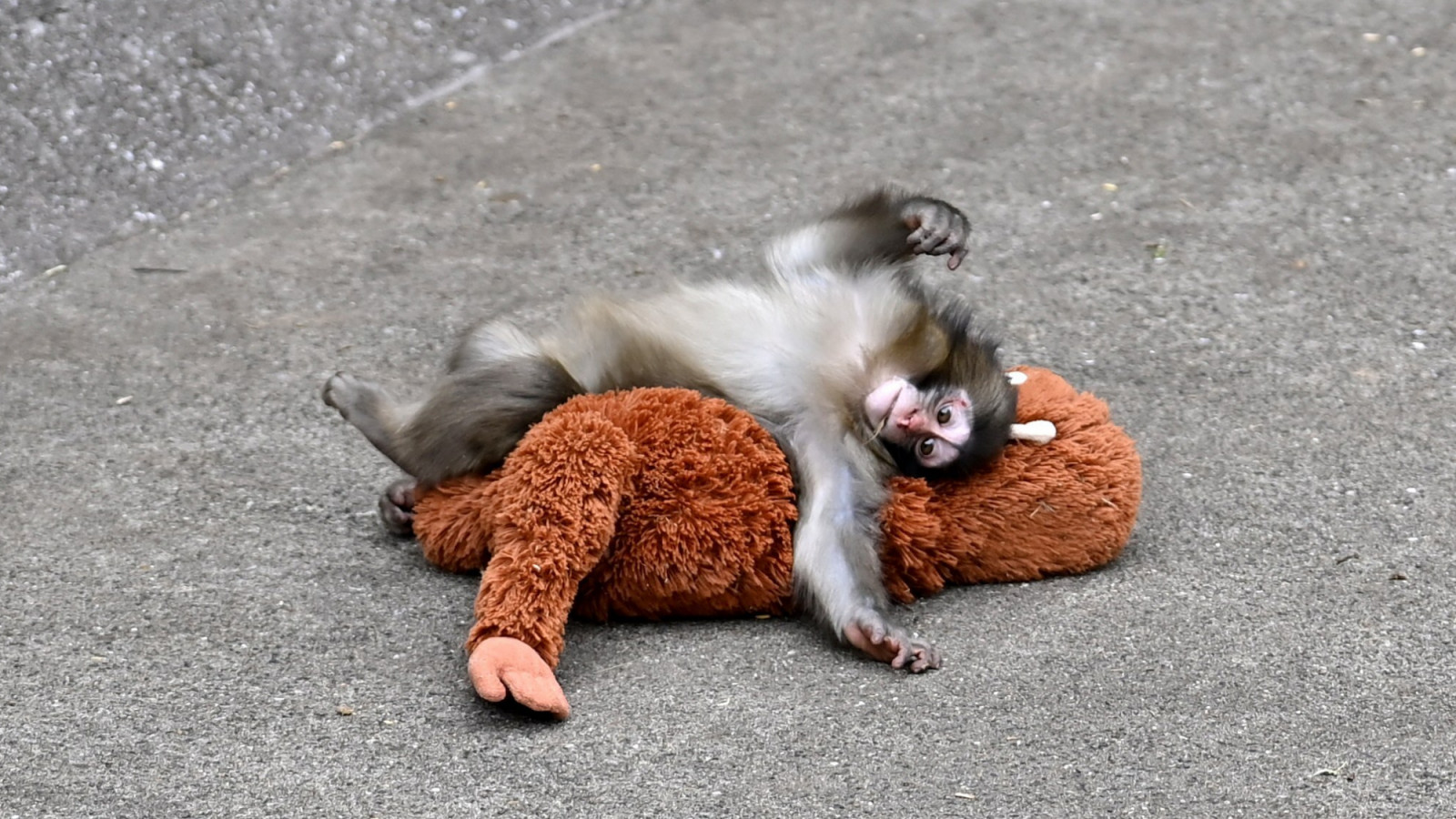 How Punch and other viral animals became the biggest stars