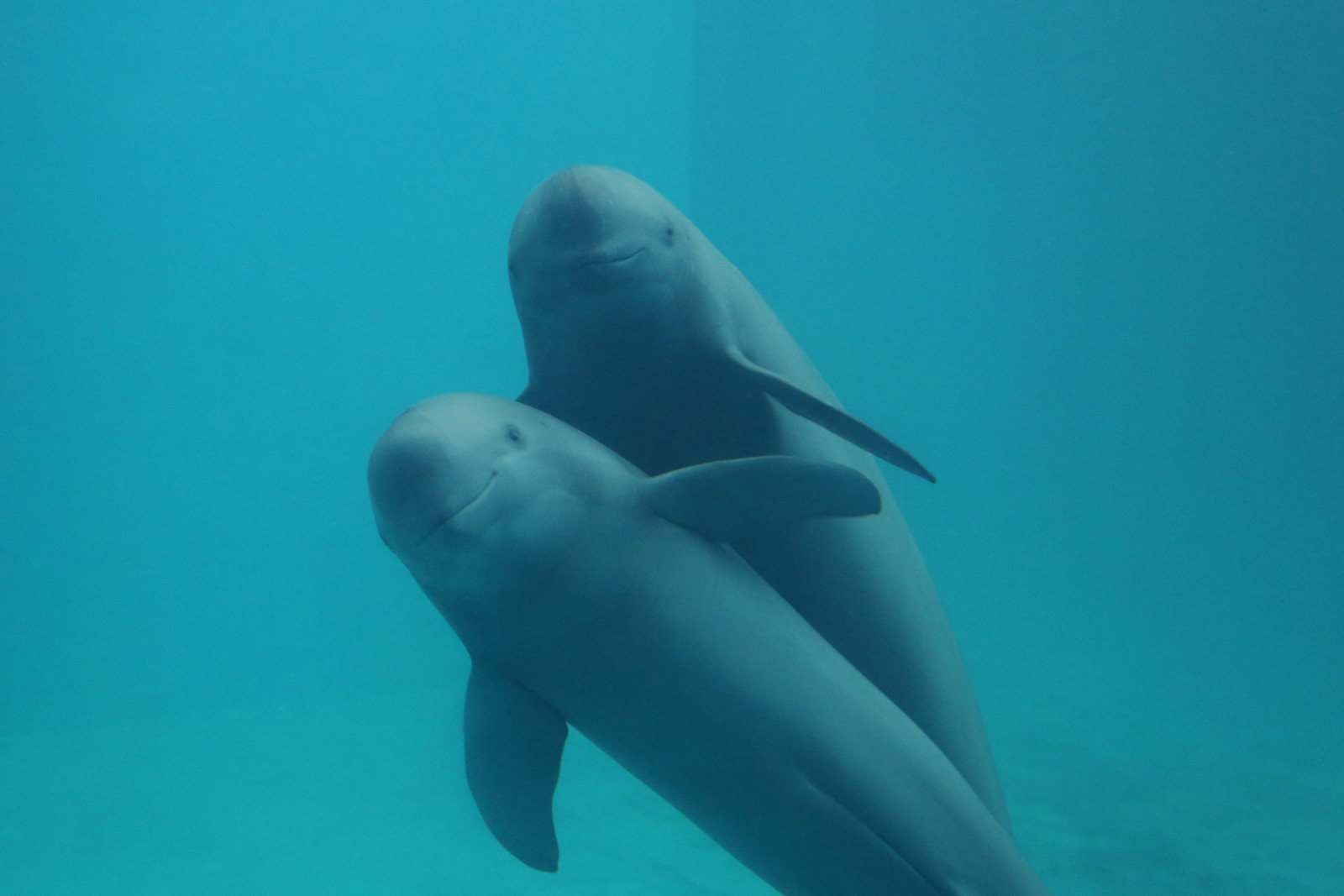 Yangtze finless porpoises, a critically endangered species