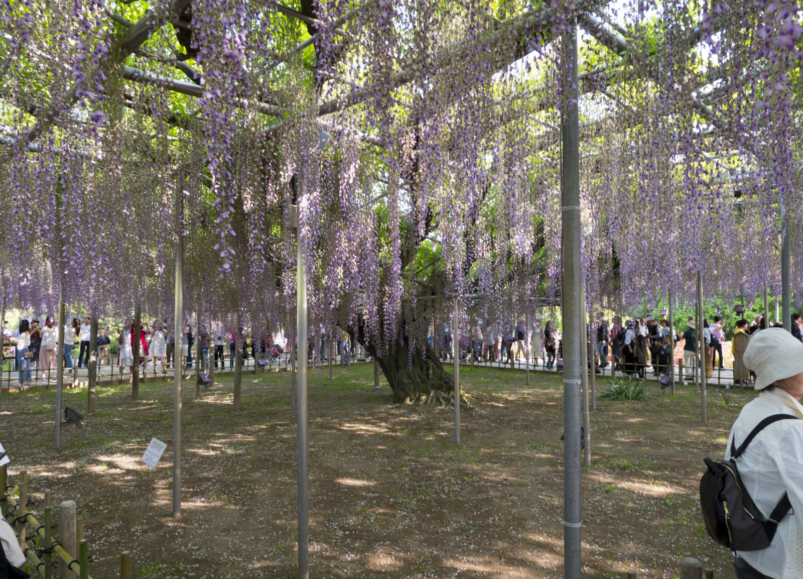 ASHIKAGA, TOCHIGI PREFECTURE, JAPAN - 2016/10/17: People walk through Wisteria Flower Park in Ashikaga, Japan. (Photo by Stephen J. Boitano/LightRocket via Getty Images)