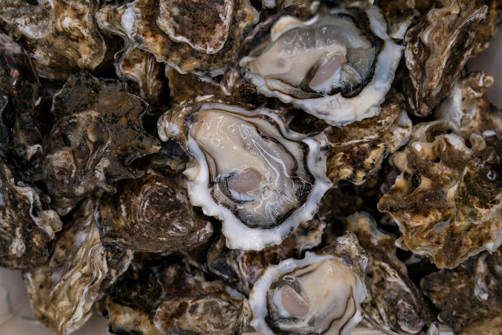 A dozen oysters can look uniform on ice, but what you are tasting is shaped by species, water and method. Here is a guide on how to tell the different types of oysters apart (Photo: Mitili Mitili/Unsplash)