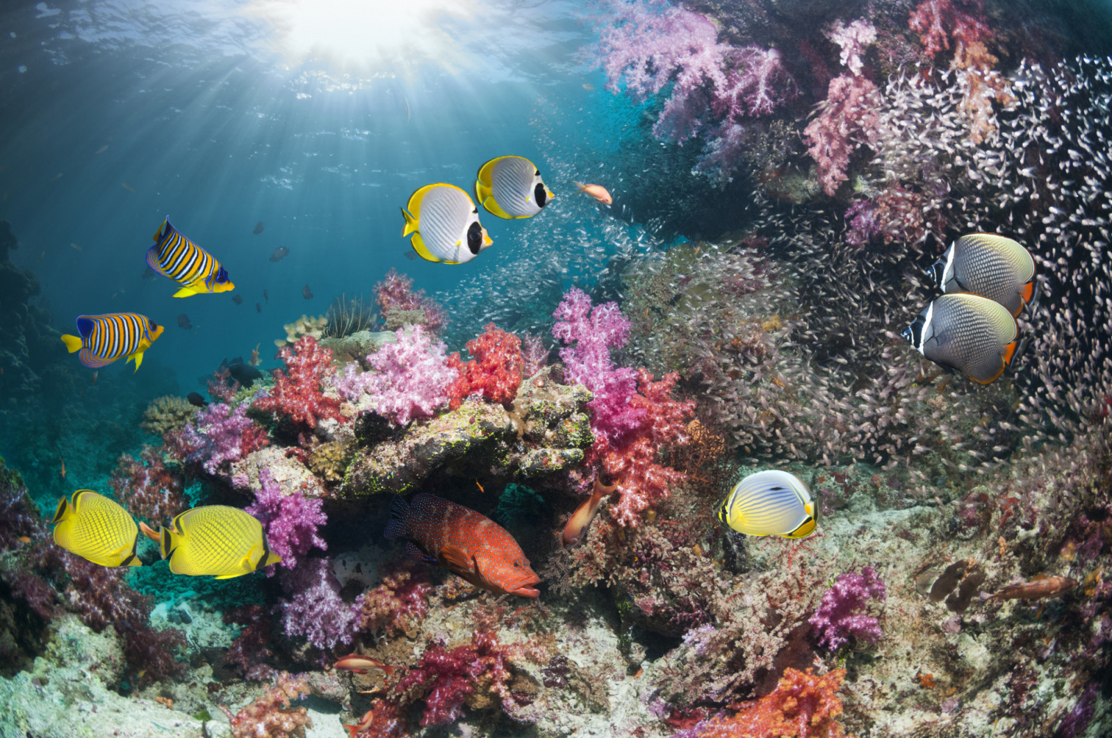 Coral reef scenery with soft corals and tropical fish. Andaman Sea, Thailand. (photo: Georgette Douwma / Getty Images)