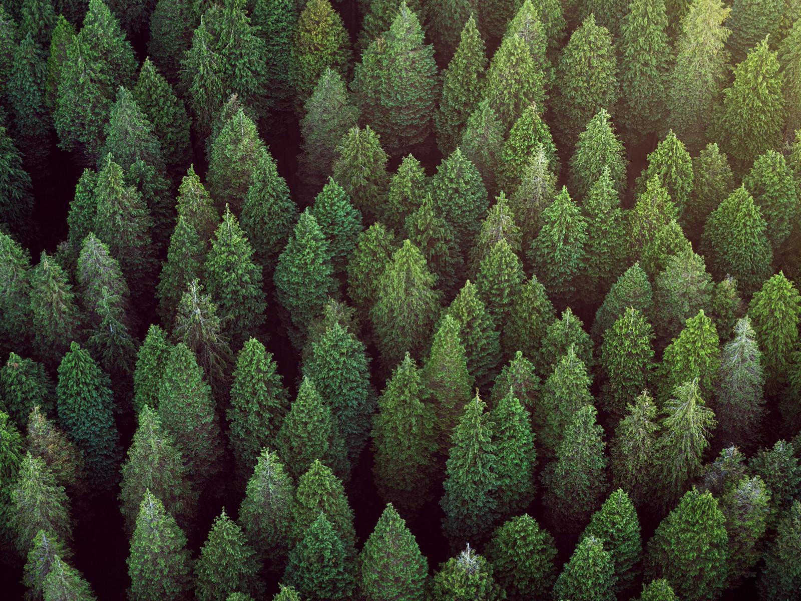 Aerial view of tree canopies in coniferous forest at sunset. (photo: Daniel Garrido / Getty Images)