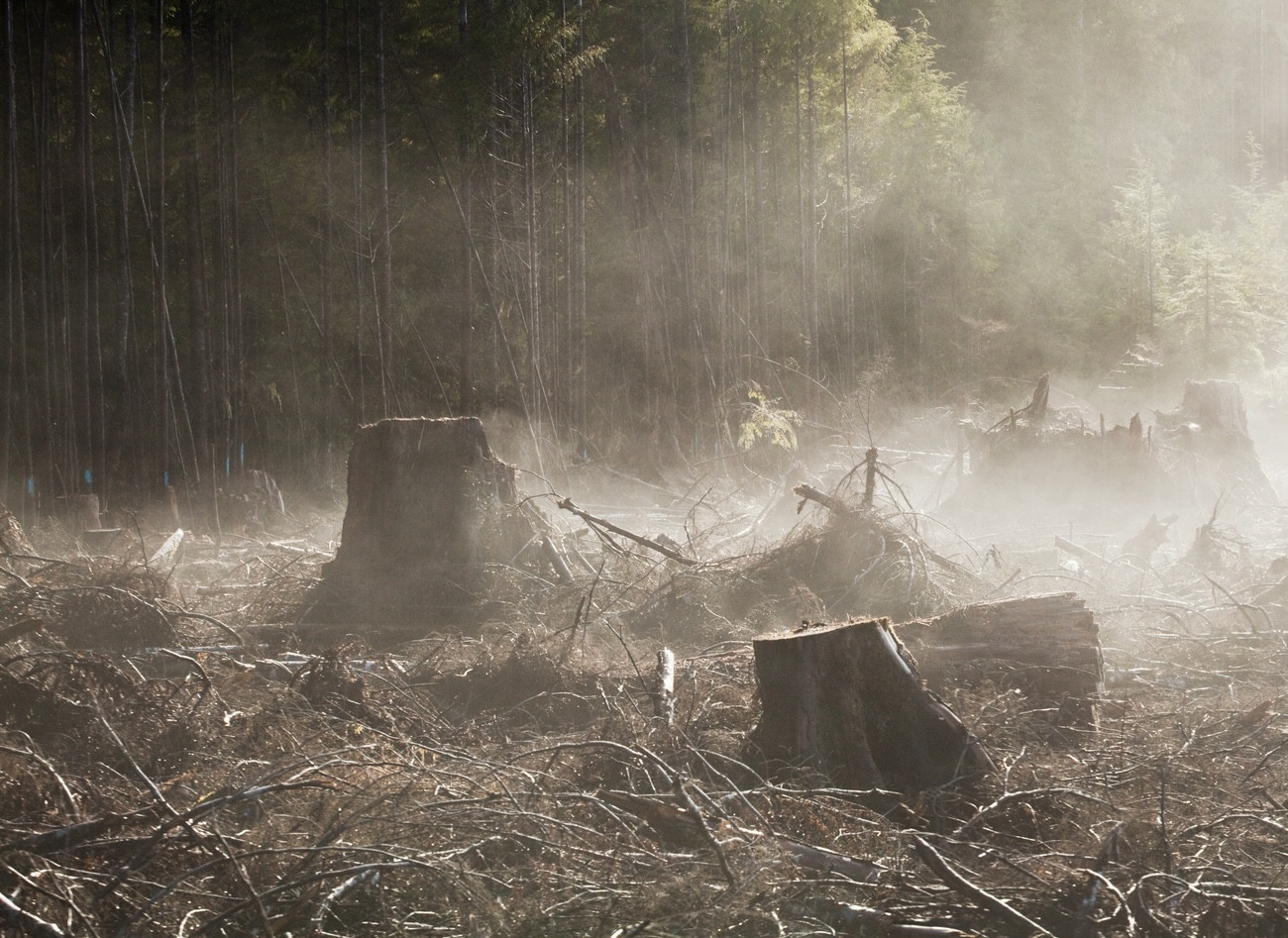 Moisture in the newly exposed soil rises as steam from a recent clearcut on the Olympic Peninsula, Washington. (photo: Ethan Welty / Getty Images)