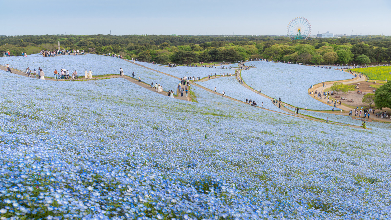 A scene from the hilltop of Hitachi Seaside Park, where a sea of delicate blue nemophila flowers extends to the horizon displaying nature's beauty. This stunning aerial view captures the park during the full bloom of nemophila, transforming the landscape into blue hues. From Ibaraki, Japan - April 2024