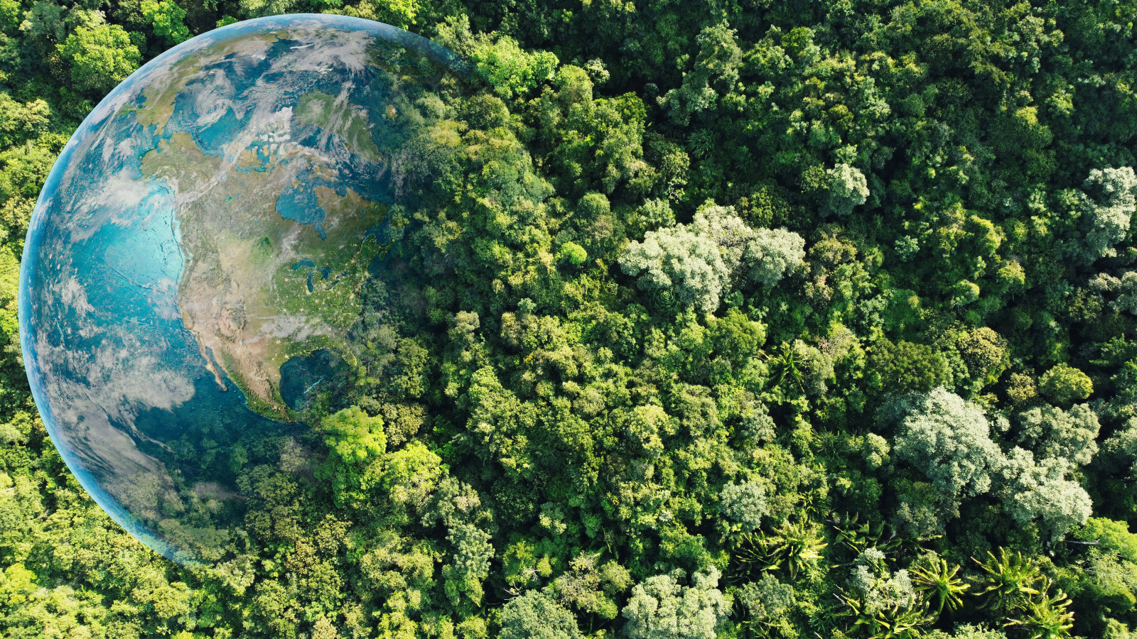 Top view green forest with globe earth. Sustainable Environment concept. Carbon reduction emissions target. Green energy is eco-friendly. Save Earth or World Earth Day Concept. Environmental Care (photo: Khanchit Khirisutchalual / Getty Images)