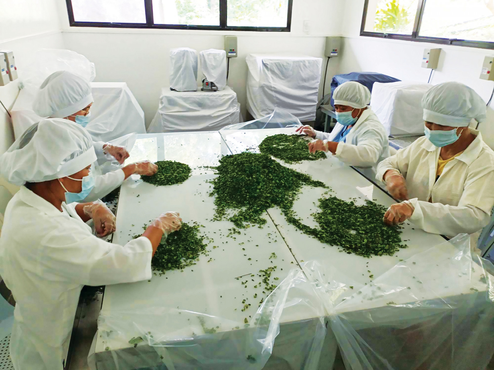Dried moringa leaves being prepared at GreenEarth to meet certified organic standards