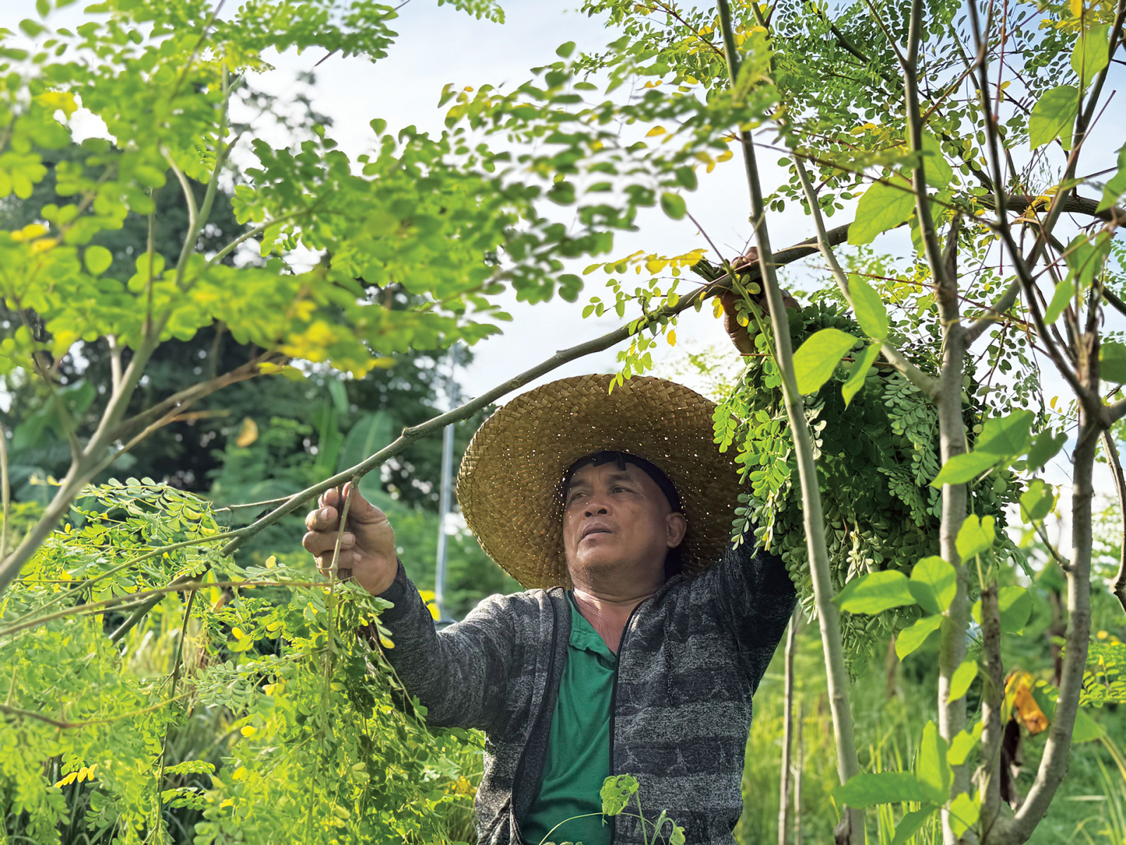 Harvesting only the healthiest and most nutrient-rich moringa leaves at GreenEarth