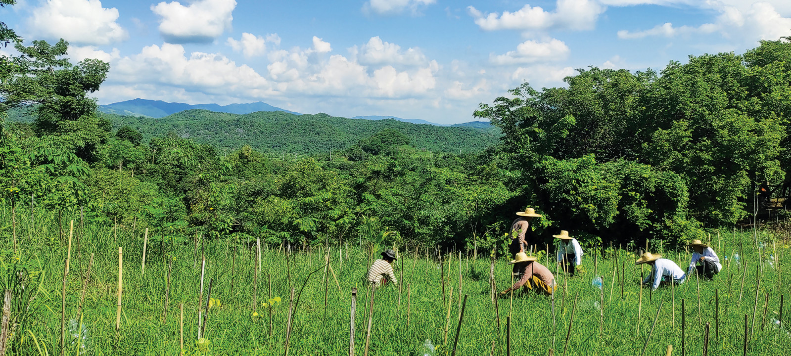 GreenEarth Heritage Foundation’s reforestation at the foothills of the Sierra Madre Mountains (Photo: GreenEarth Archives)