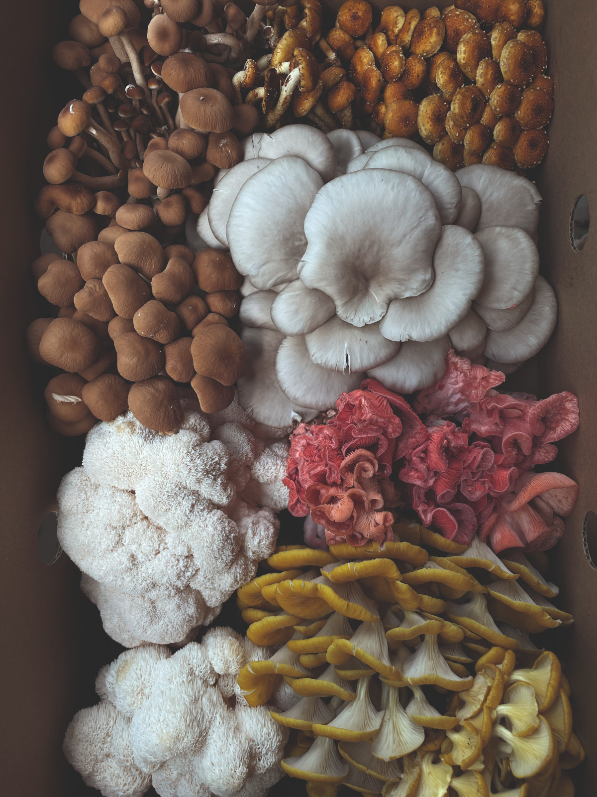 Gourmet mushrooms