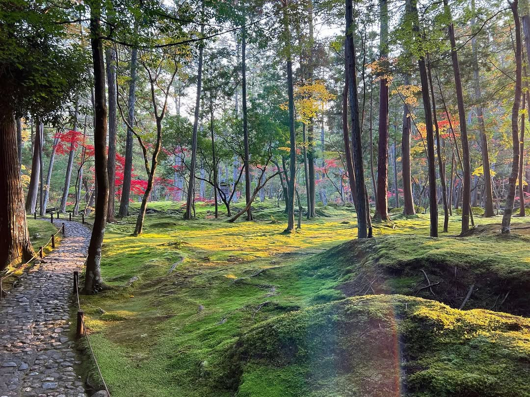 From moss-covered temple grounds in Kyoto to vast strolling estates in Kanazawa and lakeside layouts in Okayama, each space reflects a distinct way of seeing and organising nature (Photo: saihoji_daily/Instagram)