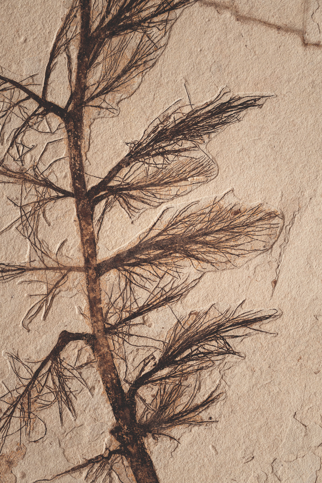 A close-up of the 55-million-year-old fossil reveals the delicate imprint of prehistoric palm flowers that were preserved in limestone