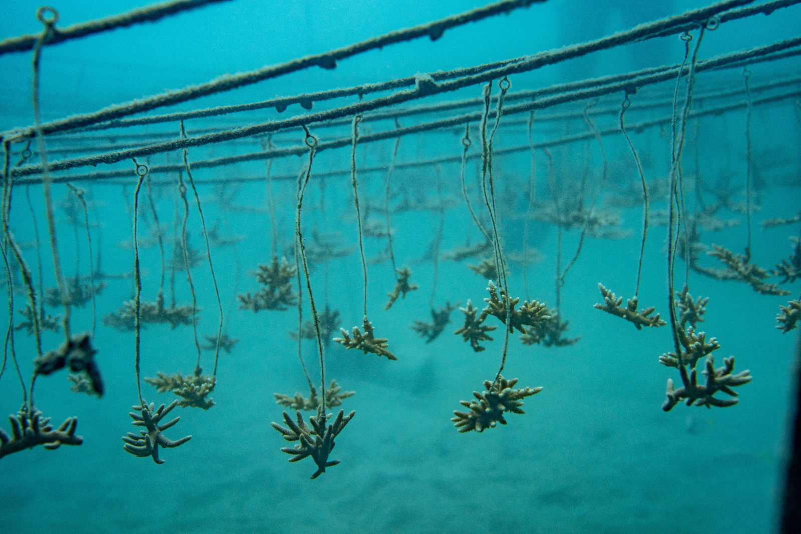 Coral hanging in the underwater nursery in Thailand. “I fell in love with that tangible action of planting corals,” says Titouan Bernicot, founder and CEO of Coral Gardeners. “Being a gardener underwater is the coolest thing on earth. The fish are like your co-workers. You create new habitats and in weeks and months you see your impact growing.”