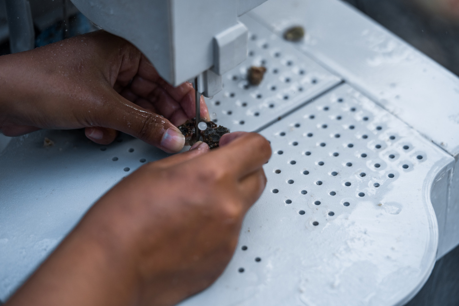A Coral Gardeners team member working on the fragmentation process at the organization’s land-based nursery in Thailand. With support from Rolex, in just two years the organization has gone from opening its second branch in Fiji to expanding into a whole new region – Southeast Asia.