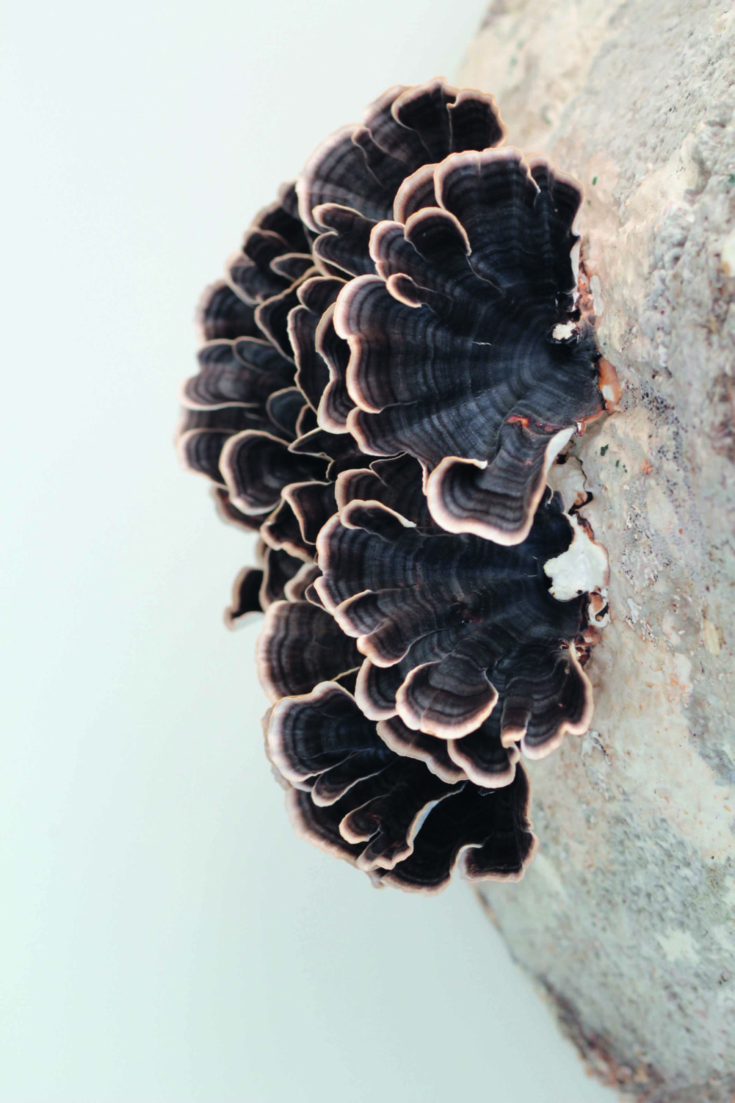 A close-up of the mushrooms blooming from the Lakki lamp