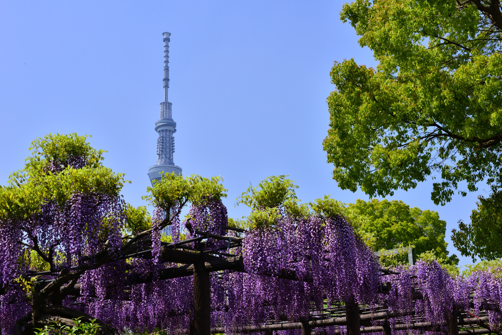 Blauregen in Japan: 4 faszinierende Orte fr den Mai | Tatler Asia