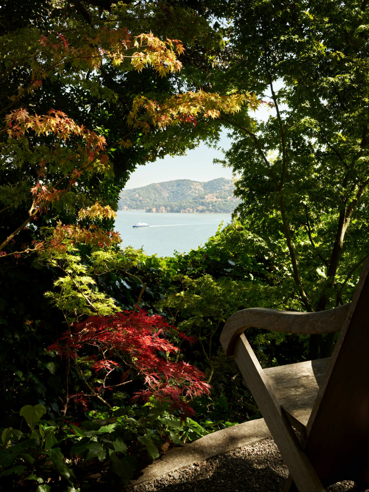Overgrown oaks shaped to frame the magical vistas across the San Francisco Bay
