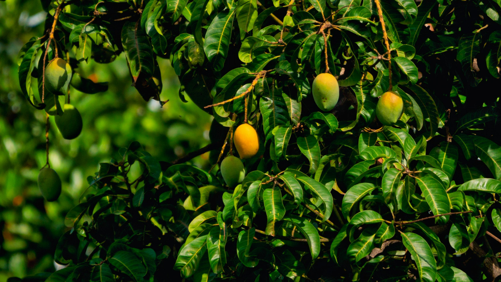 Mango is emerging as fragrance’s most versatile summer note, showing up in everything from milky gourmands to sharper niche blends with woods, pepper and musk. Here are mango perfumes to check out this summer (Photo: Rajendra Biswal/Unsplash)