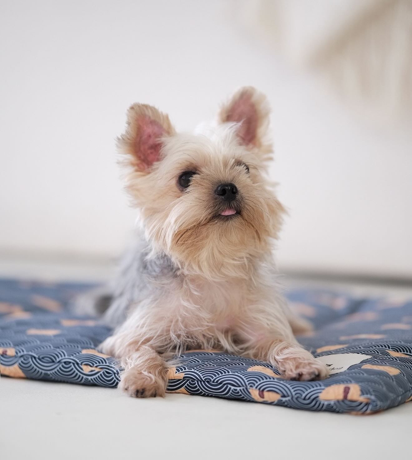 Pet cooling mat by Ohpopdog