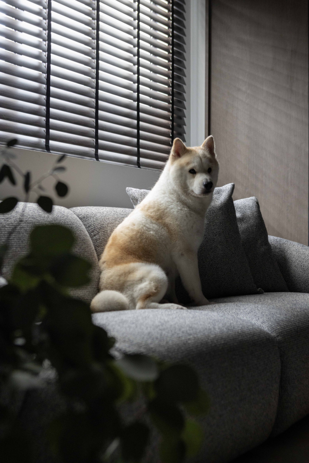 The homeowners’ dog