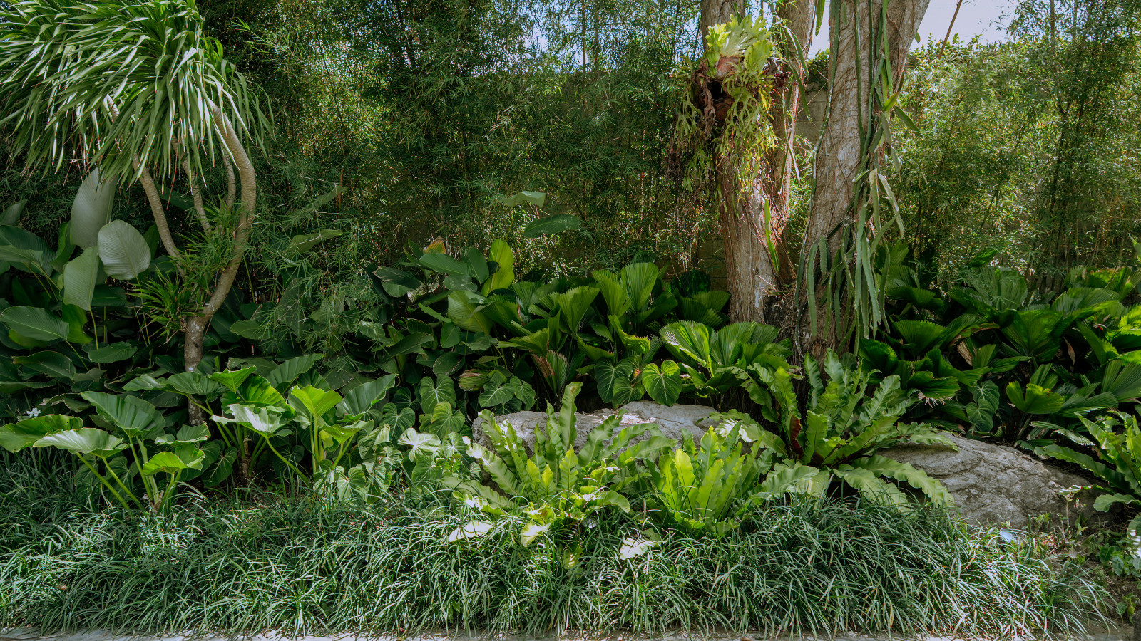 Sprawling plants add a mystical air to this oasis of landscape design