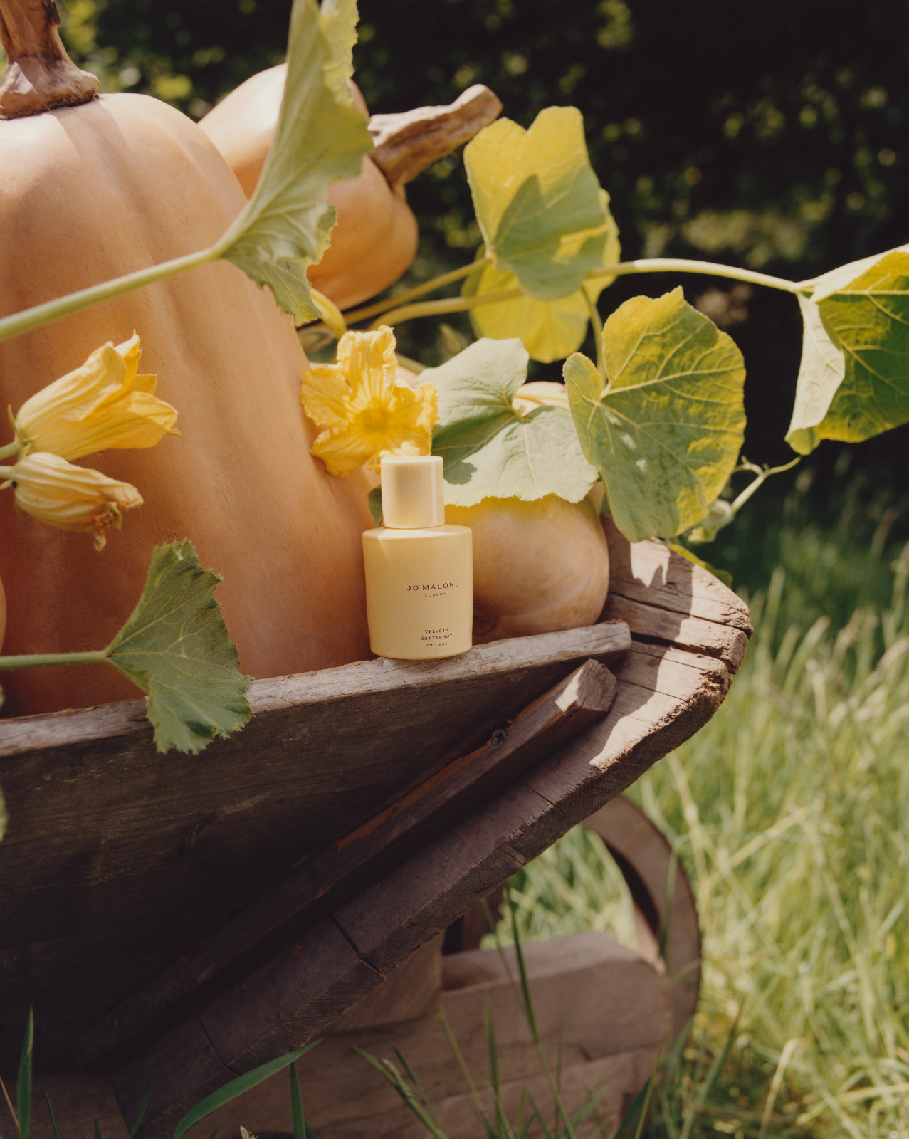 (Photo︰Jo Malone London )