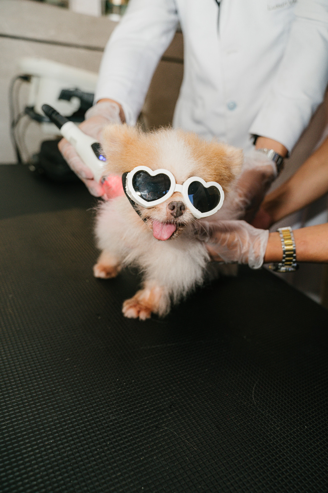 Luxuri Pet Derm's Two-Minute Magic Laser, a specialised treatment designed to promote healthier skin and fuller coats (Photo: courtesy of Luxuri Pets)