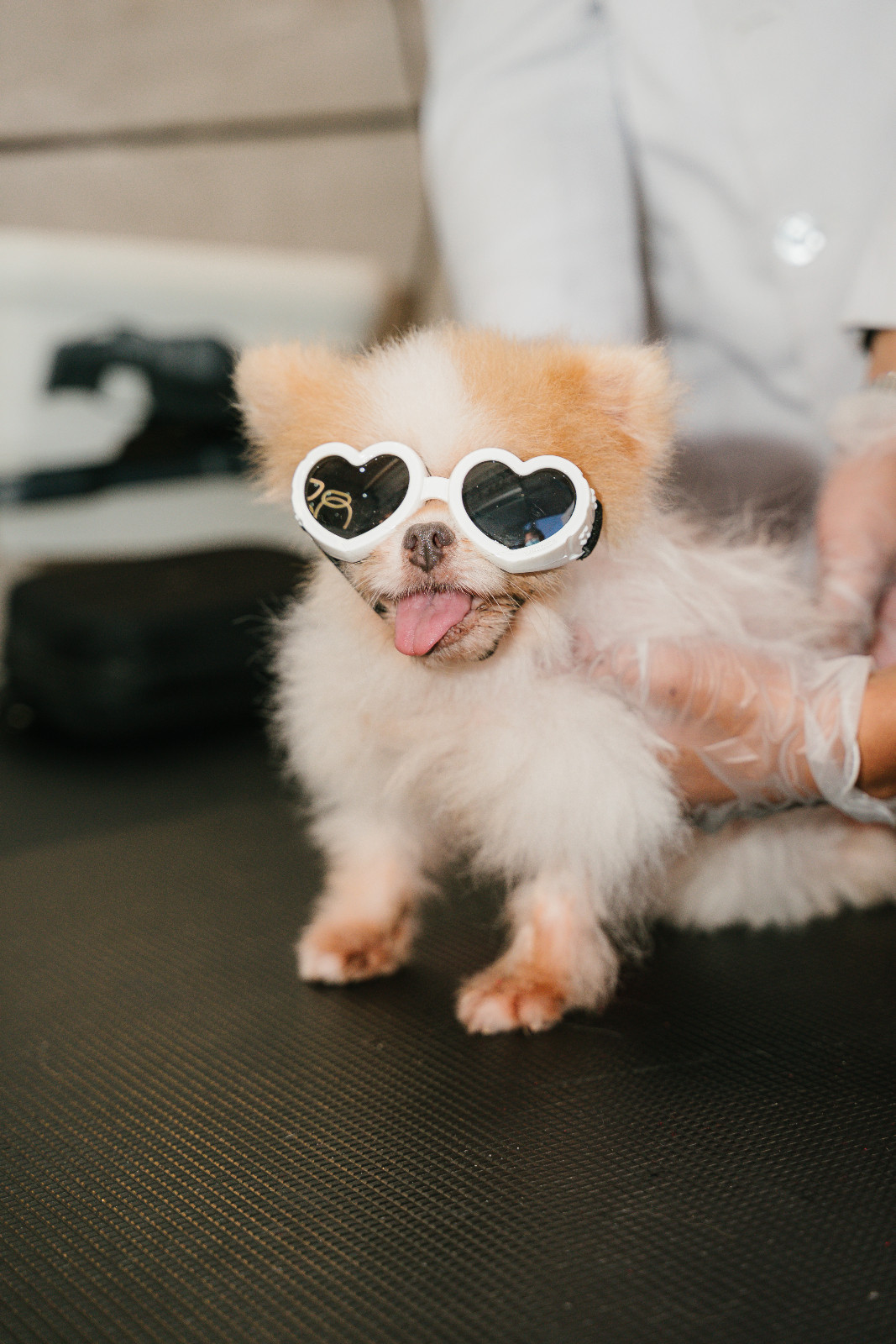 Mini furbaby enjoying the Two-Minute Magic Laser Boost (Photo: courtesy of Luxuri Pets)
