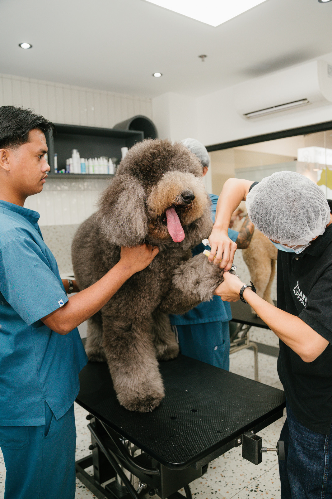 The dedicated grooming station provides a comfortable environment for professional grooming and coat maintenance (Photo: courtesy of Luxuri Pets)