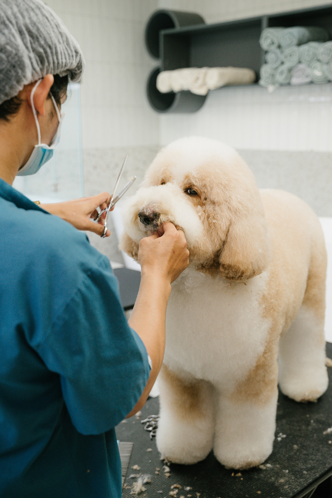 Oslo enjoying a relaxing trim at Luxuri Pets in Parqal Mall (Photo: courtesy of Luxuri Pets)