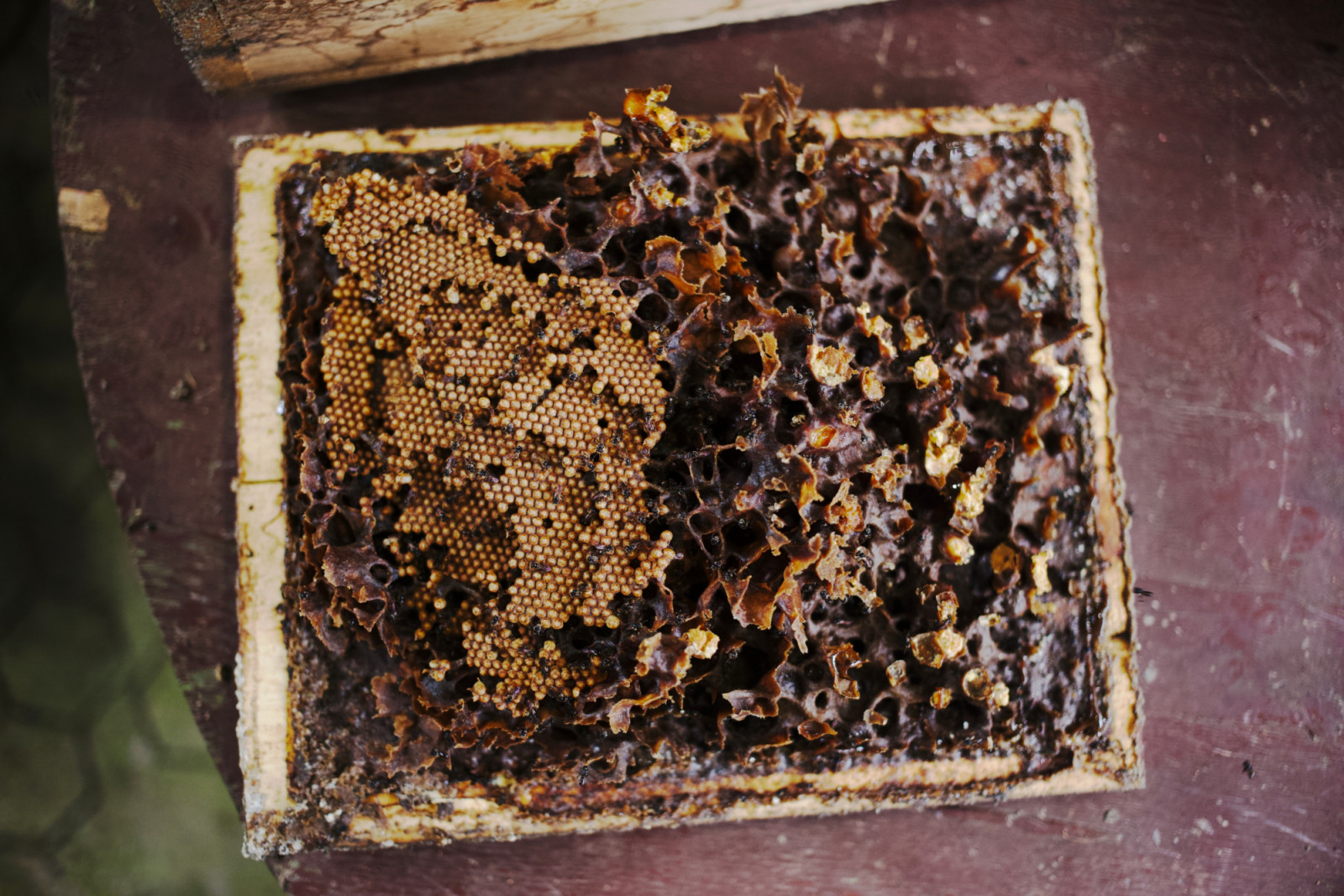 Tatler Dining - Kaya Kusina - What is Kiwot Honey - Photos courtesy of Kaya Kusina