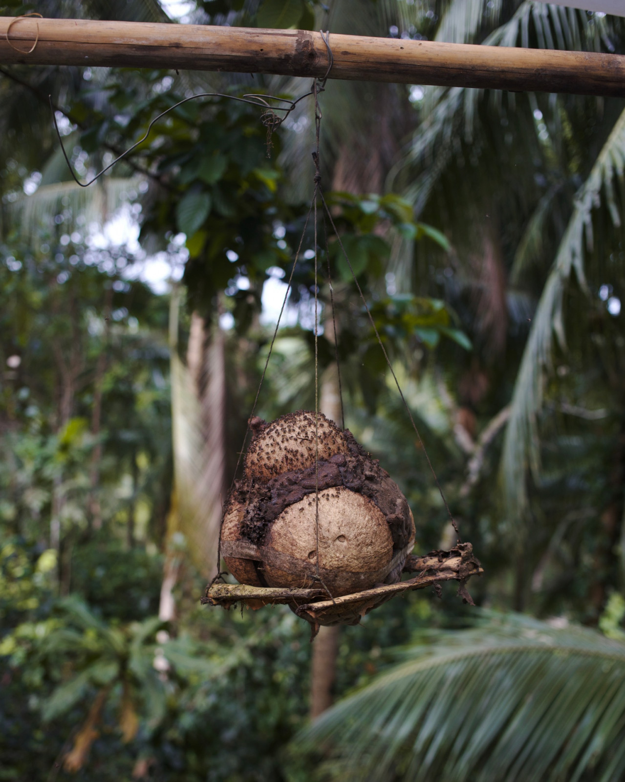 Tatler Dining - Kaya Kusina - What is Kiwot Honey - Photos courtesy of Kaya Kusina