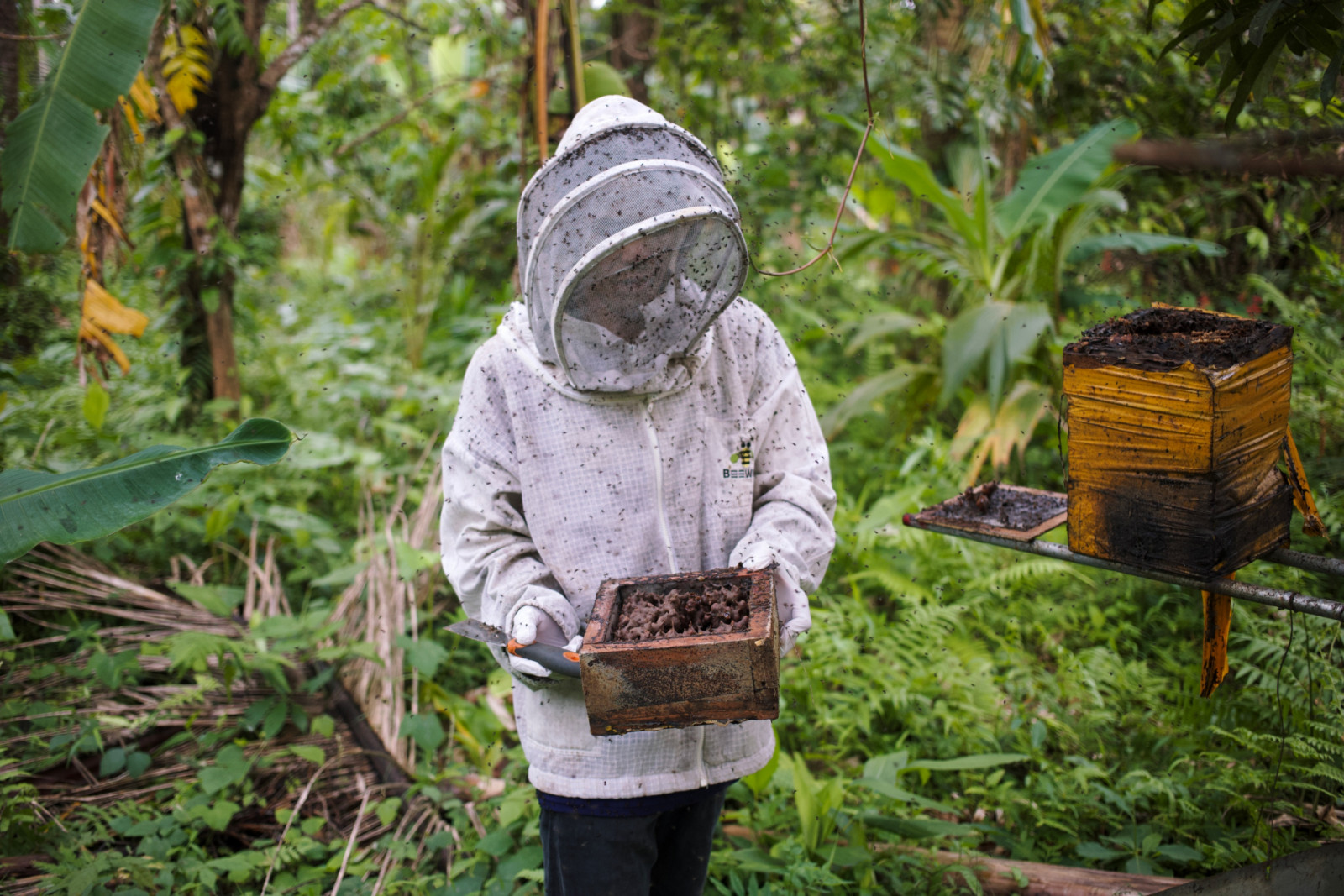 Tatler Dining - Kaya Kusina - What is Kiwot Honey - Photos courtesy of Kaya Kusina