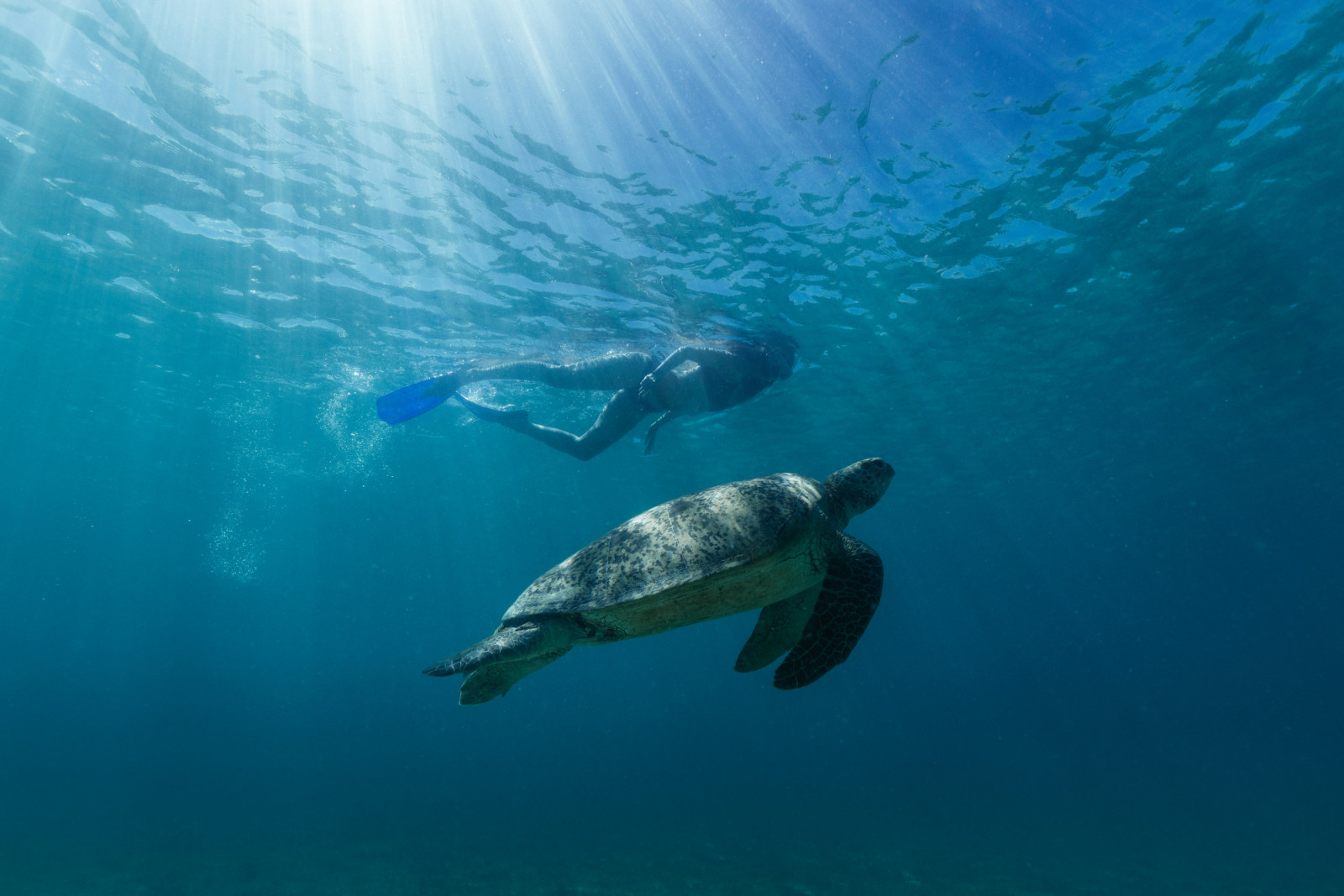 A guest snorkeling alongside a green sea turtle in the clear waters of Amanpulo.