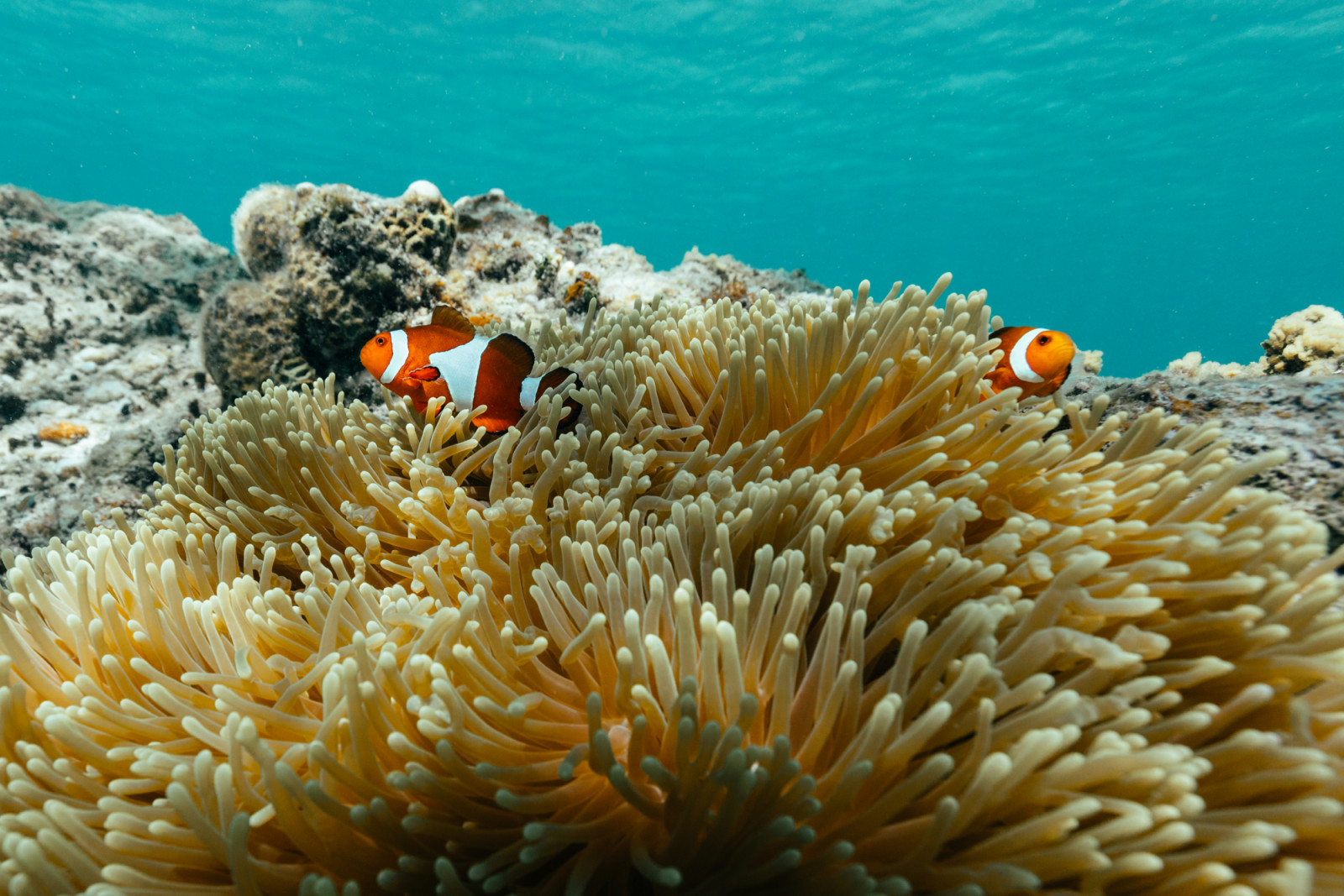 Two clownfish inhabit a sea anemone in the vibrant waters surrounding Amanpulo.