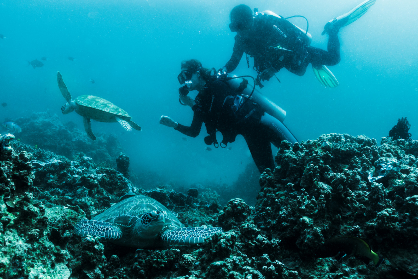 Guests on a diving excursion observe sea turtles near the coral reef at Amanpulo