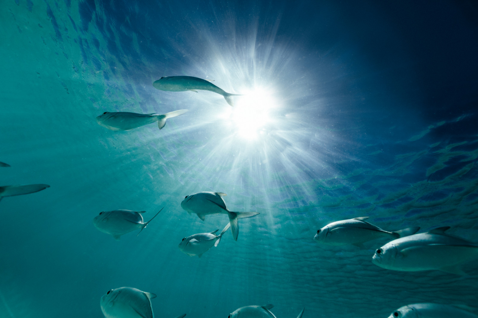 A school of fish swims in the clear waters surrounding Amanpulo, illuminated by sunlight filtering through the surface.