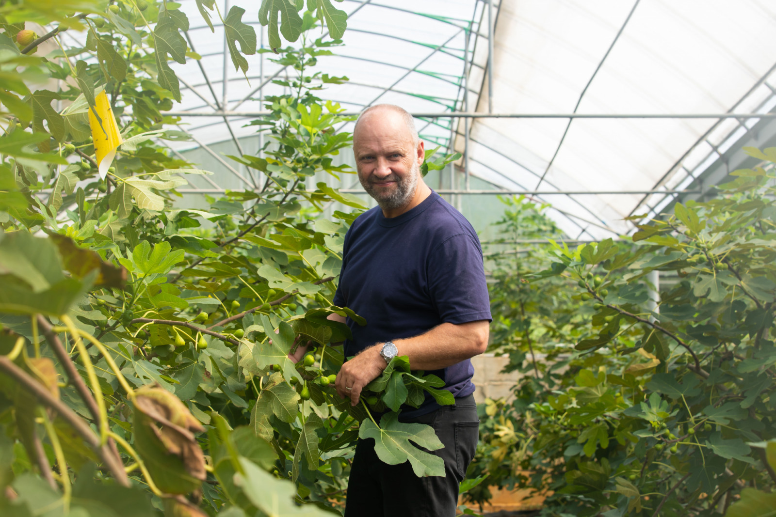 A farmer inspects ripening figs grown within a greenhouse, a source of gourmet ingredients.