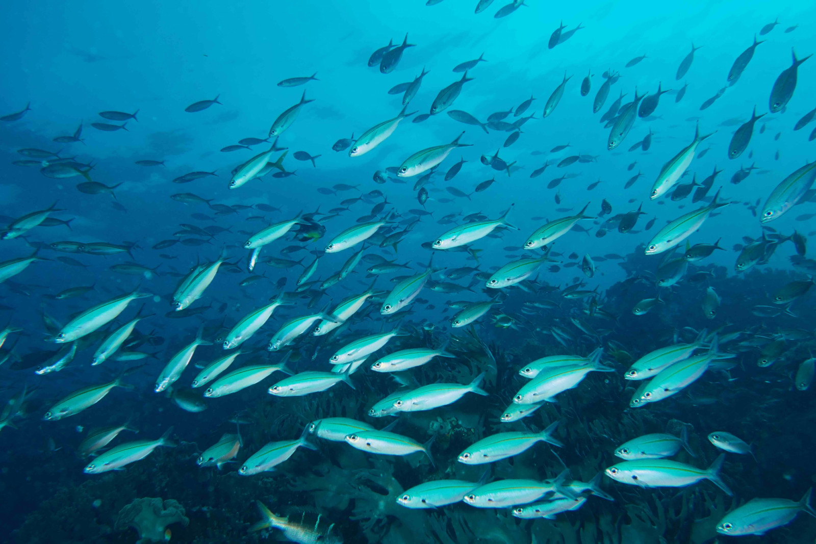 Fish biomass at Raja Ampat in Indonesia (Image: Awaludinnoer/YKAN)