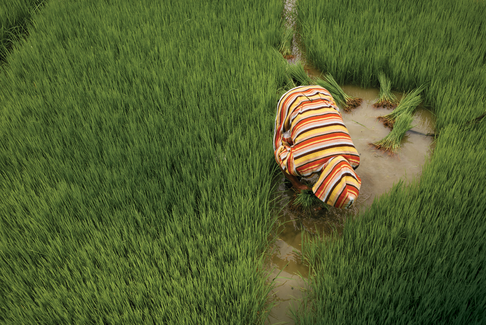 The community in Uhaj, Banaue, Ifugao, comes together to help plant rice in one of their neighbours’ fields(Photo by Francisco "Paco" Guerrero)